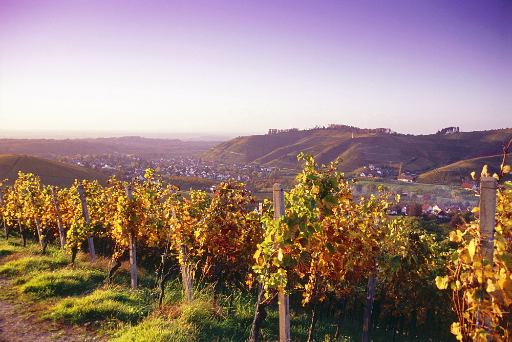 Vineyard in autumn near Durbach, Baden-Wurttemberg, Germany