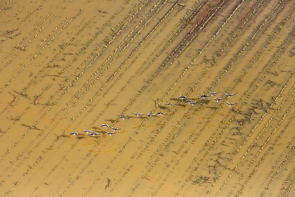 Migratory birds flying over floodwaters of Leine River, Hanover region, Lower Saxony, Germany