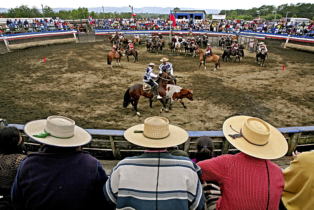 Rodeo in Conchi, Chiloé, Chile, South America