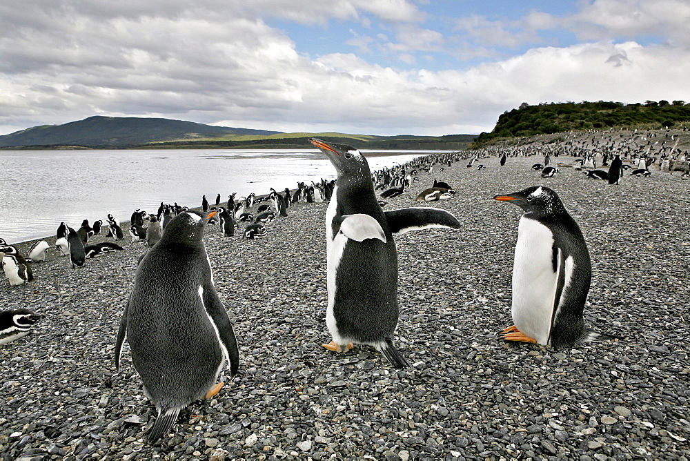 Papua Pinguins, Gentoo Penguins and Magellanic Pinguins on an island near Estancia Harberton, Tierra del Fuego, Argentina, South America