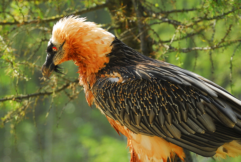 Bearded Vulture (Gypaetus barbatus), close-up