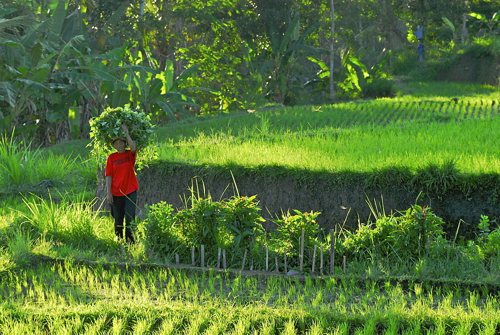 Woman carrying load on her head over rice fields, Bangli district, Bali, Indonesia, Asia