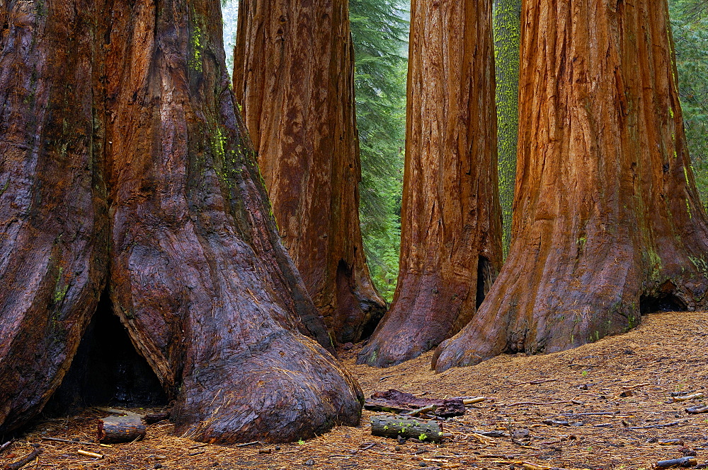 View at giant trees at Yosemite National Park, California, North America, America