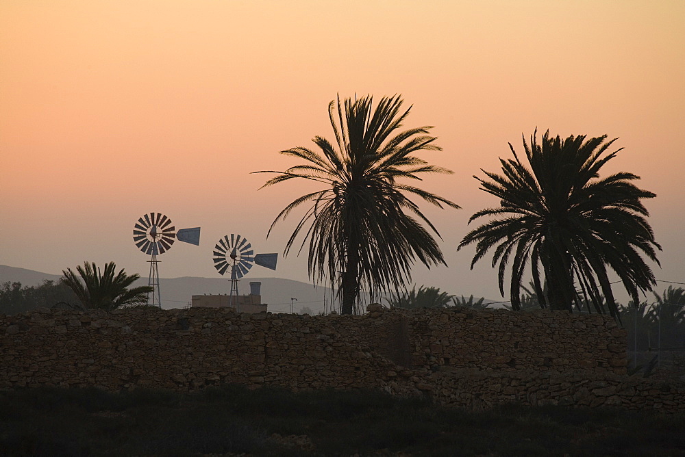 Wind wheels and palm trees at sunrise, Fuerteventura, Canary Islands, Spain, Europe