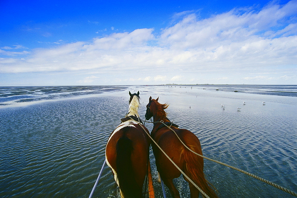 Horse-drawn carriage ride to the Island Neuwerk, National Park Hamburgisches Wattenmeer, Germany