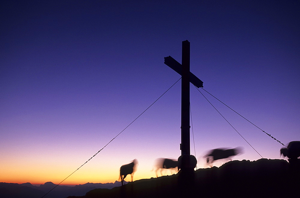 Sheep and cross on the summit of Sarstein in the first morning light, Dachstein range, Upper Austria, Austria