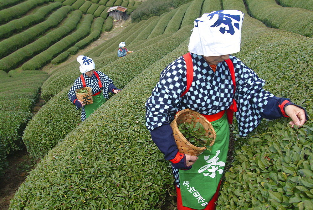 Women picking tea leaves, Uji, Kyoto district, Japan