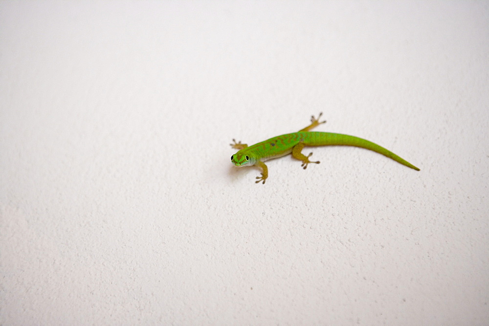 Green Gecko on Wall,Taj Denis Island Resort, Denis Island, Seychelles