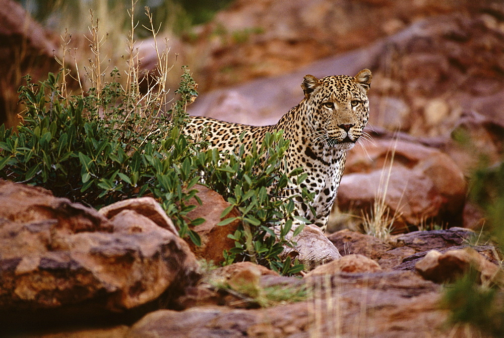 Leopard, Okonjima Guest Lodge, Namibia, Africa