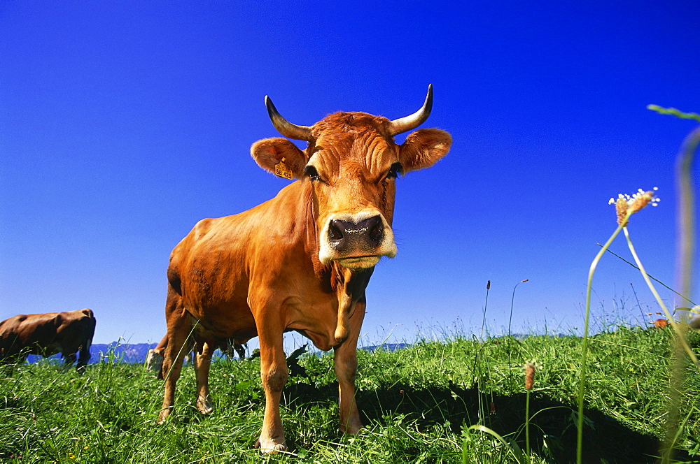 Cattle on maedow, Upper Bavaria, Bavaria, Germany