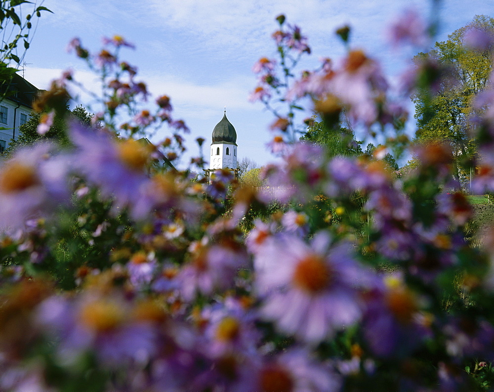 Blooming asters, bell tower in background, Frauenchiemsee Island, Lake Chiemsee, Upper Bavaria, Germany