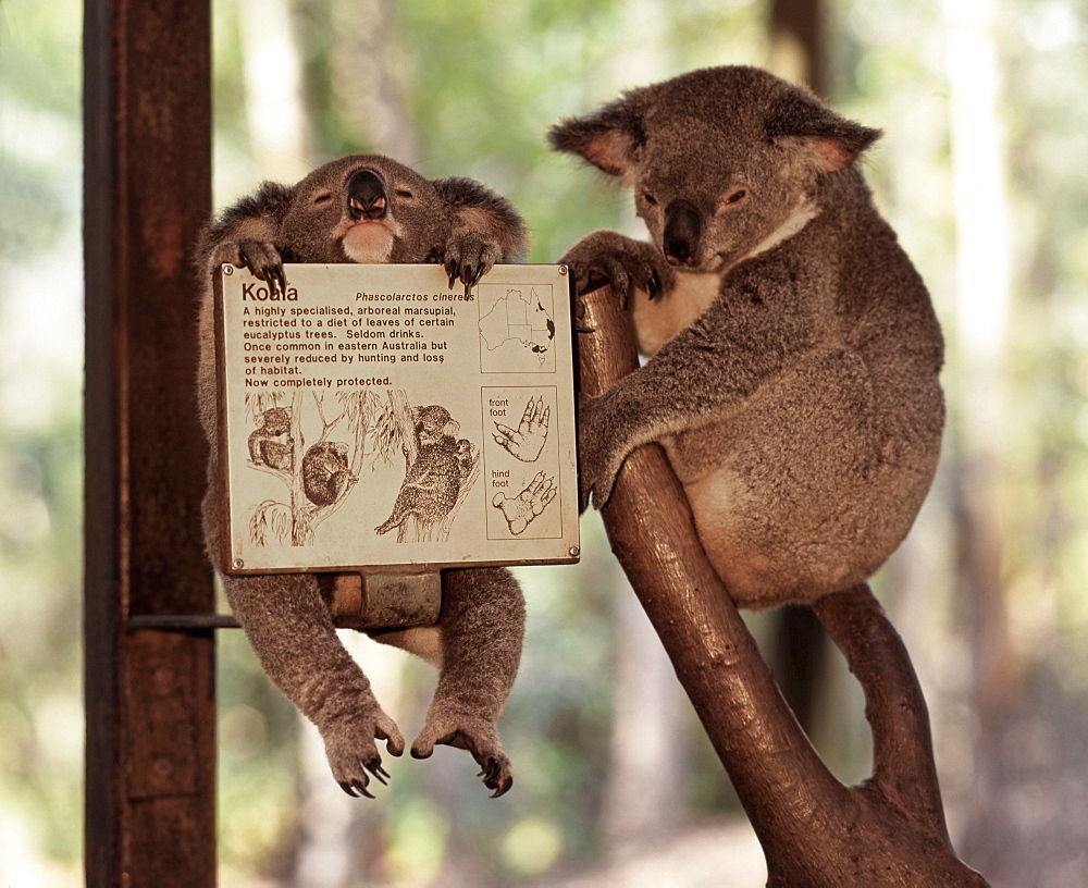 Koala bears in Zoo, Queensland, Australia