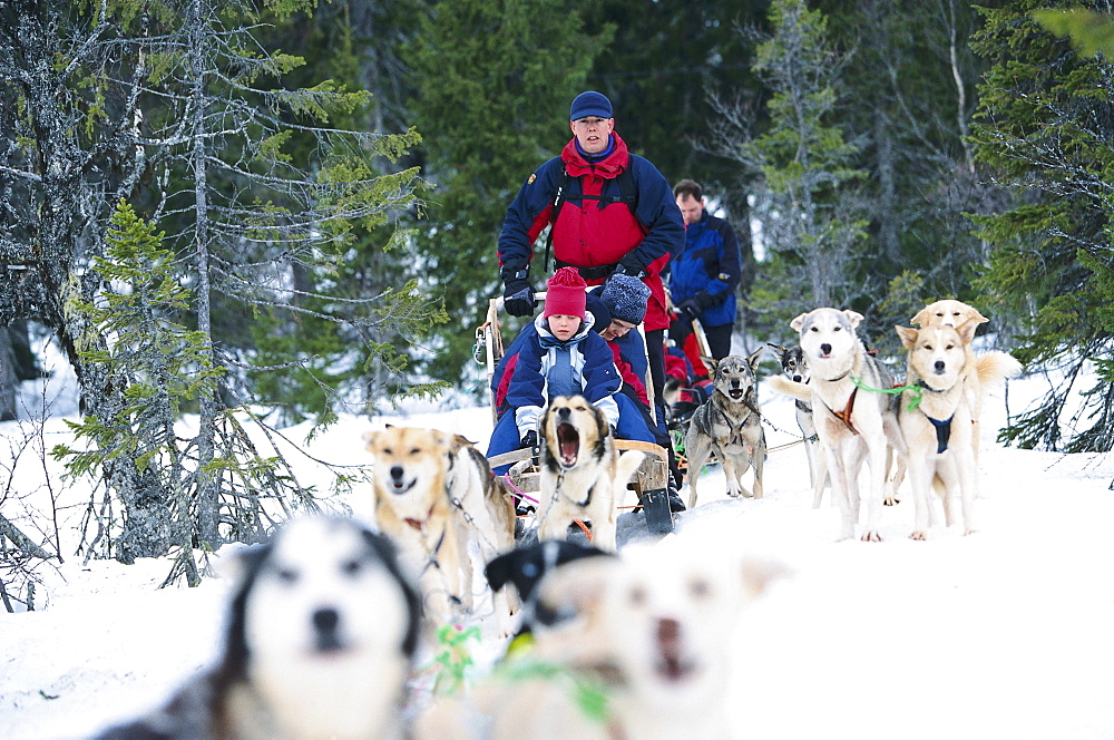 Dog sledding with the family, Areboernen Are, Sweden