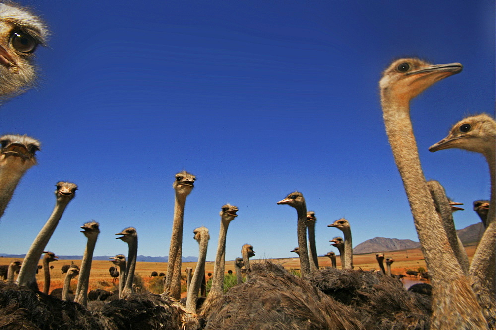 Ostriches at an ostrich farm near Oudtshoorn, Western Cape, South Africa, Africa