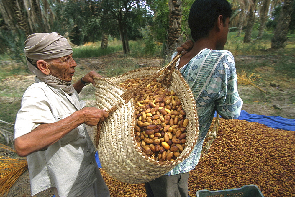 Two locals harvesting dates, Tozeur, Tunesia