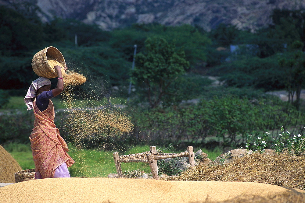 Woman throwing rice out of a basket, Tamil, Nadu, South India, India, Asia