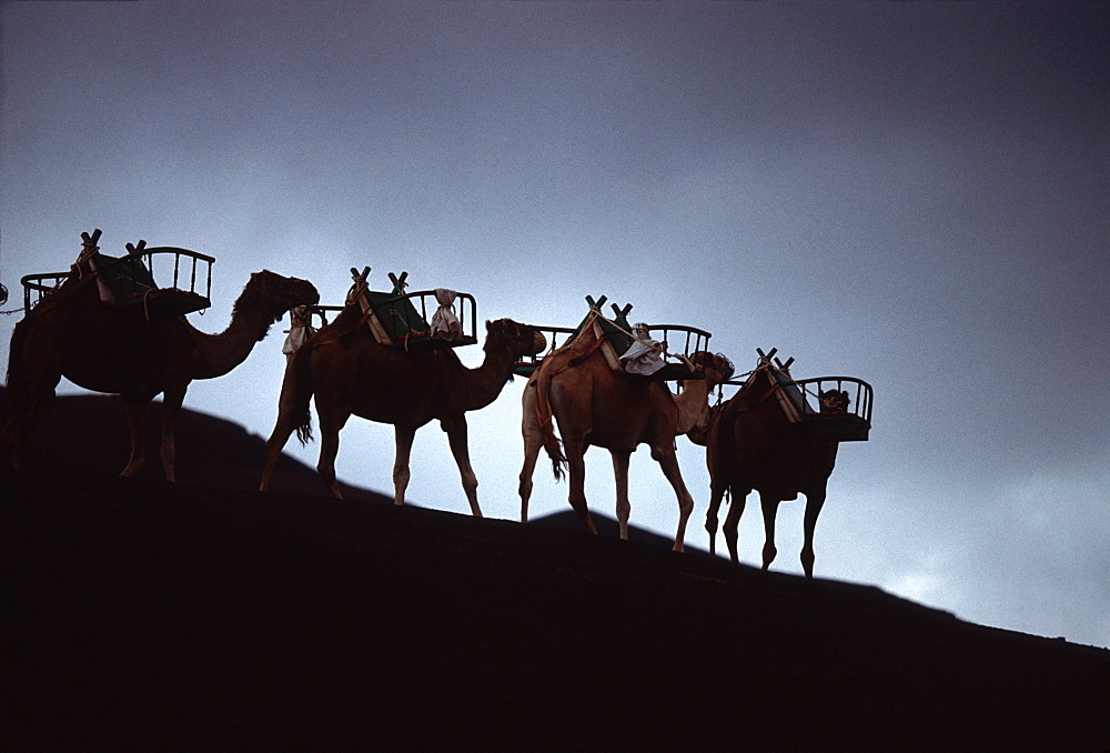 Camel Train in Timanfaya National Park, Lanzarote, Canary Islands, Spain