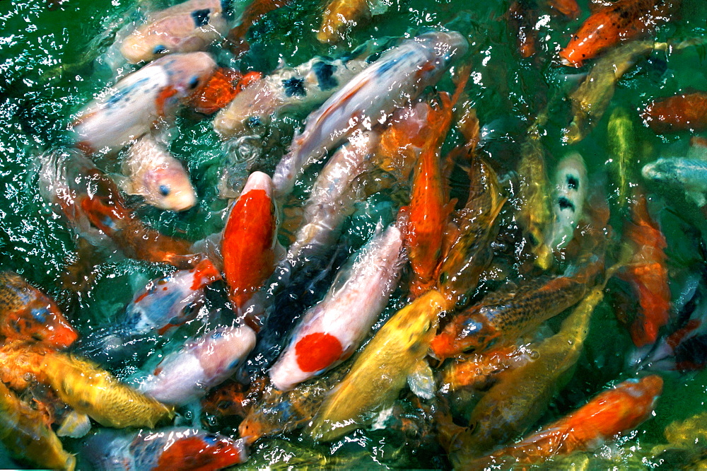 Japanese koi carps in a pond, Japan, Asia