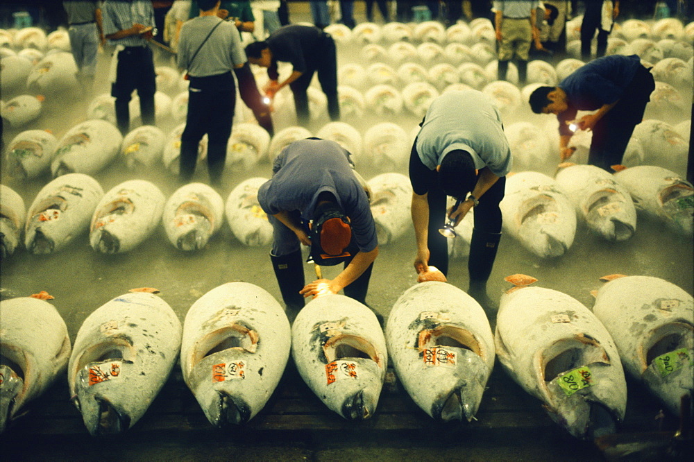 People and tunafish at Tsukiji fishmarket, Tokyo, Japan, Asia