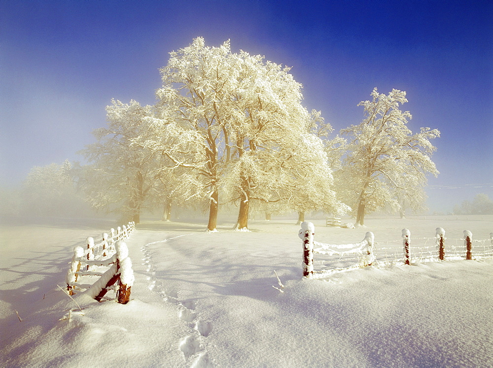 Misty winterlandscape, Upper Bavaria, Germany