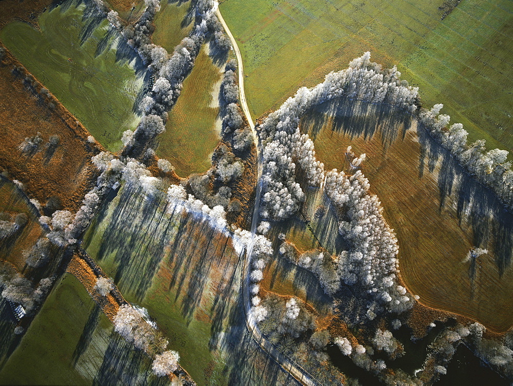 Aerial view of frost-covered trees, Kochelseemoor, Upper Bavaria, Germany