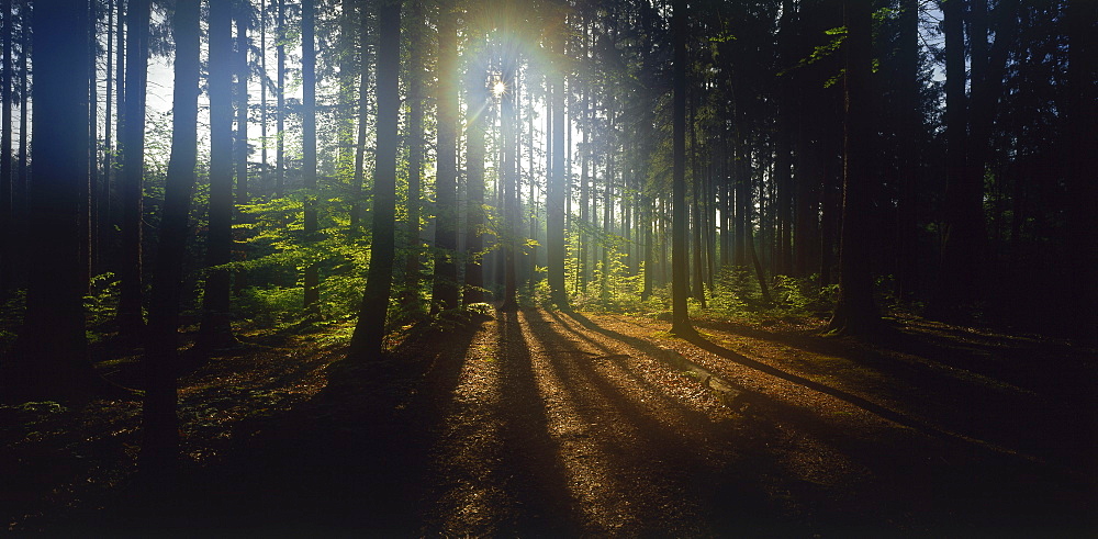 Sun shining through forest, Upper Bavaria, Germany