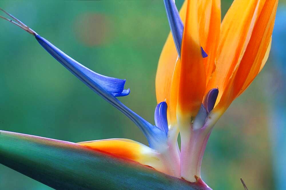 Strelizia Gran Canaria, Spanien