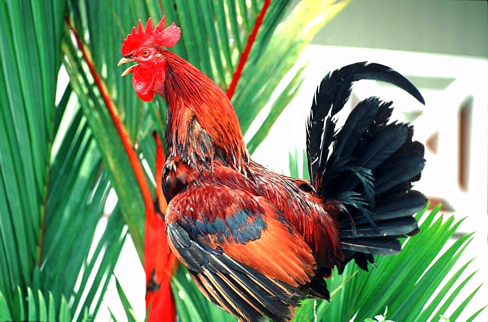 Crowing rooster, St. Lucia, Caribbean, America