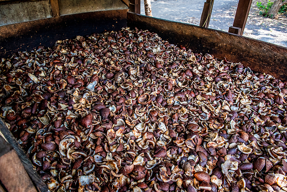 Production of copra, malekula, vanuatu, south sea, oceania