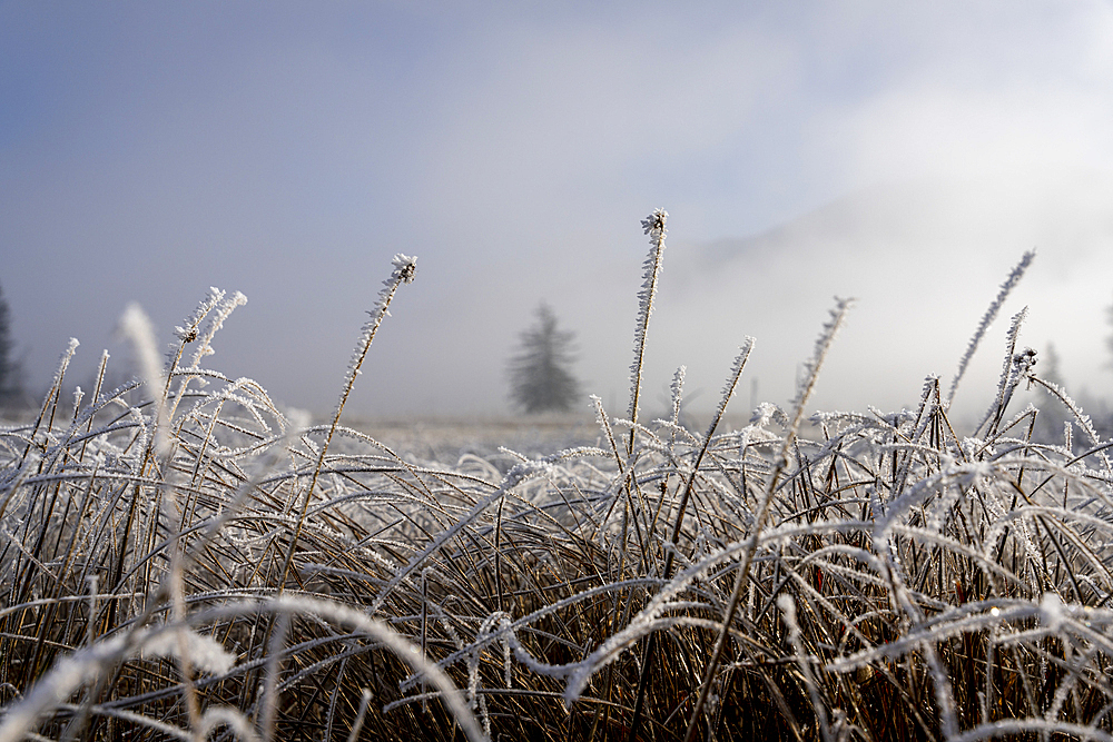 View over the hoarfrost-covered cultural landscape of the Loisach-Kochelsee Moore and the fodder meadows, Bavaria, Germany.