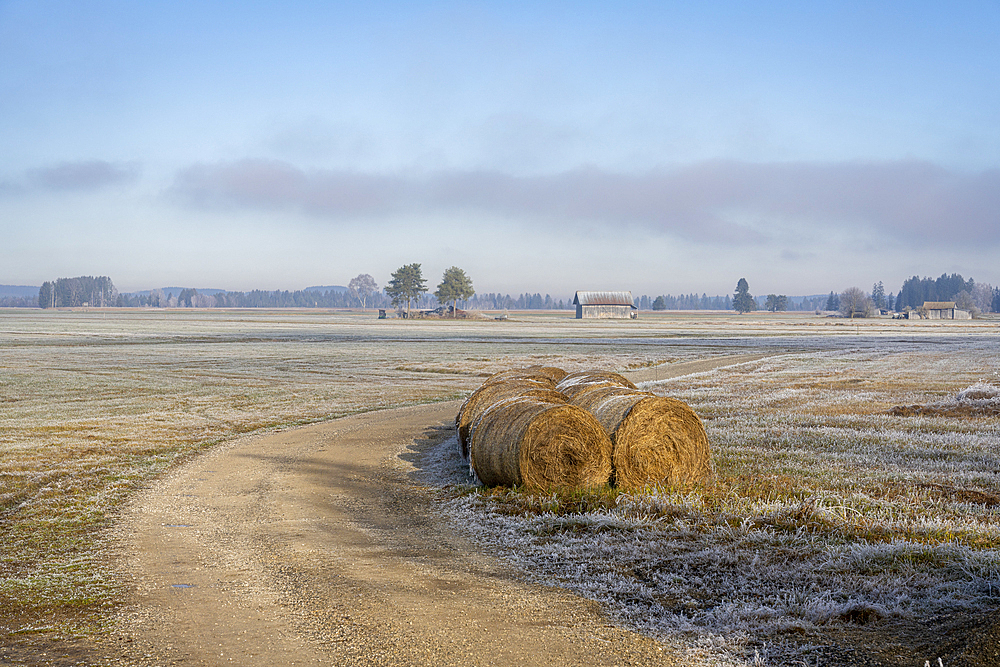 View over the hoarfrost-covered cultural landscape of the Loisach-Kochelsee Moore and the fodder meadows, Bavaria, Germany.