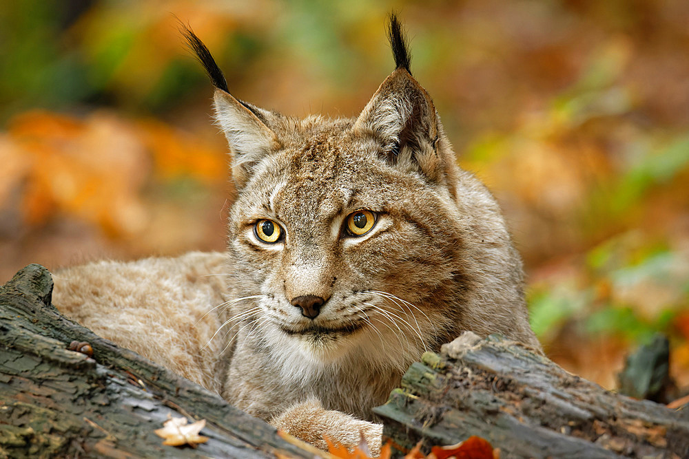 Lynx attentively observes the surroundings, Lynx, Bad Schandau, Saxon Switzerland National Park, Saxon Switzerland, Elbe Sandstone, Saxony, Germany