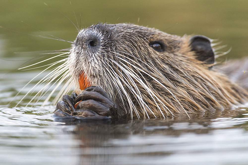 Nutria close-ups in the water, Germany, Bandenburg, Spreewald,