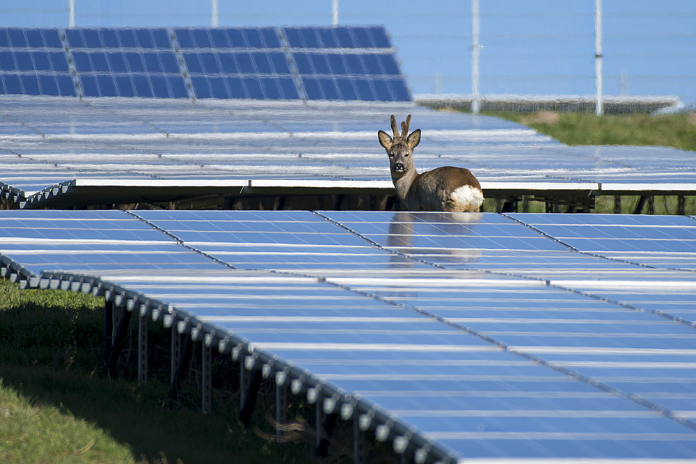 Roe buck in the solar park, Germany, Berlin,