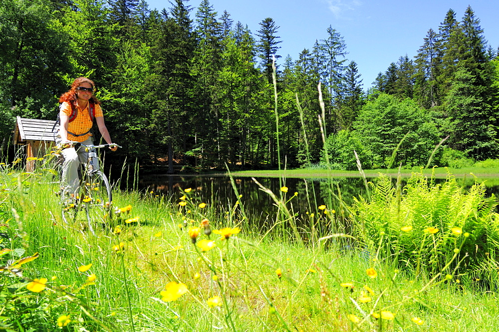 Female cyclist riding through sea of flowers, Bavarian Forest National Park, Lower Bavaria, Bavaria, Germany