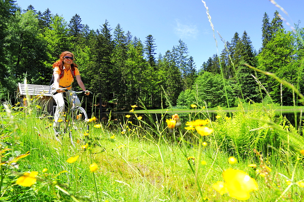 Female cyclist riding through sea of flowers, Bavarian Forest National Park, Lower Bavaria, Bavaria, Germany