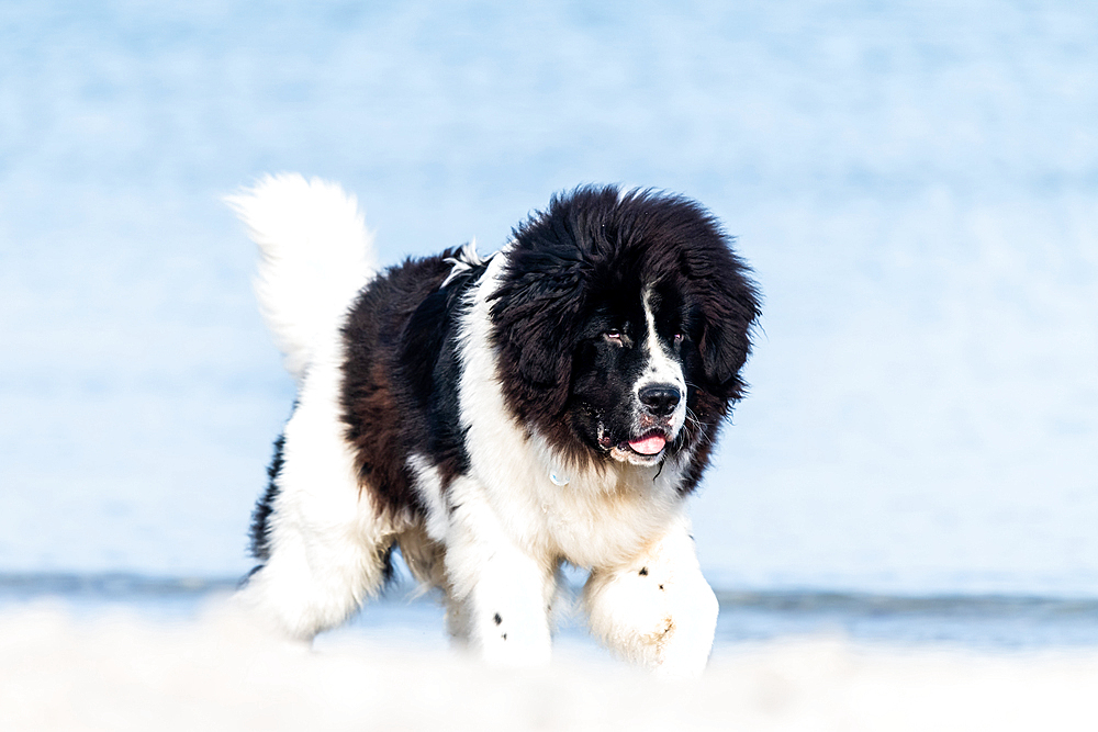 Young Newfoundland dog on the Baltic Sea beach, Baltic Sea, Heiligenhafen, dog, Ostholstein, Germany