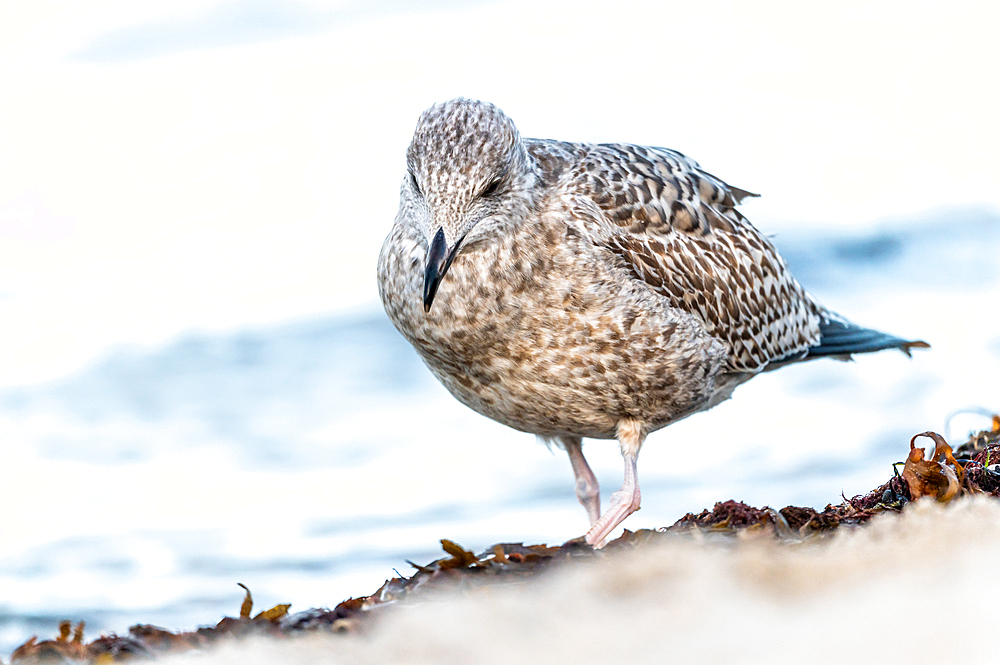 Portrait of a seagull on the Baltic Sea beach, Heiligenhafen, Baltic Sea, Ostholstein, Schleswig-Holstein, Germany