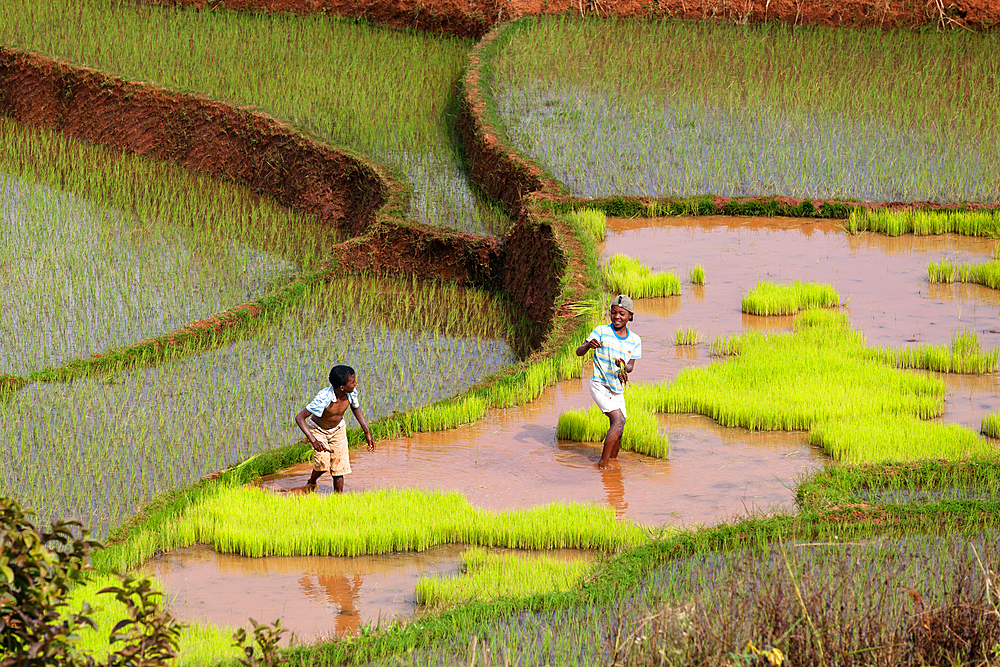 Rice terraces at Ambalavao, highlands, Madagascar, Africa