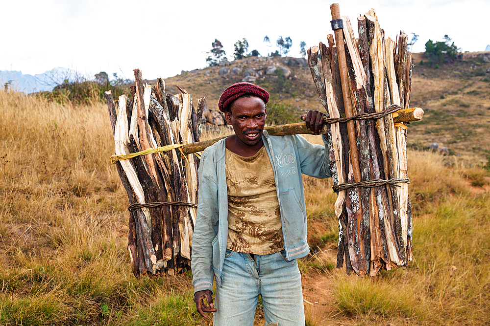 Madagascar carries firewood, Andringitra Mountains, Southern Madagascar, Africa