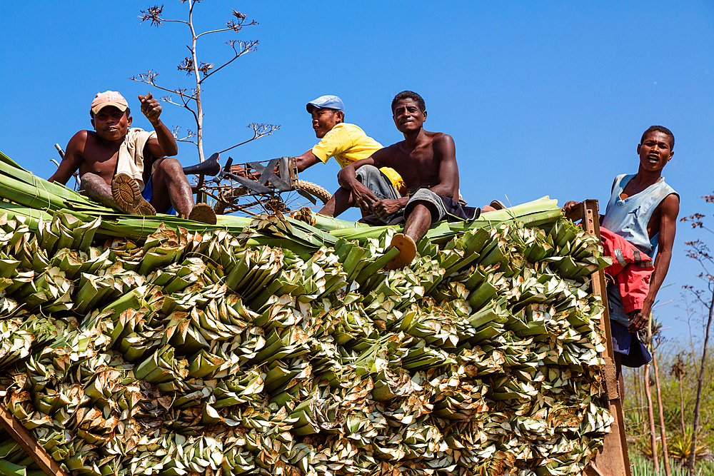 Sisal harvest, sisal agaves, Agave sisalana, Berenty Reserve, Southern Madagascar, Africa