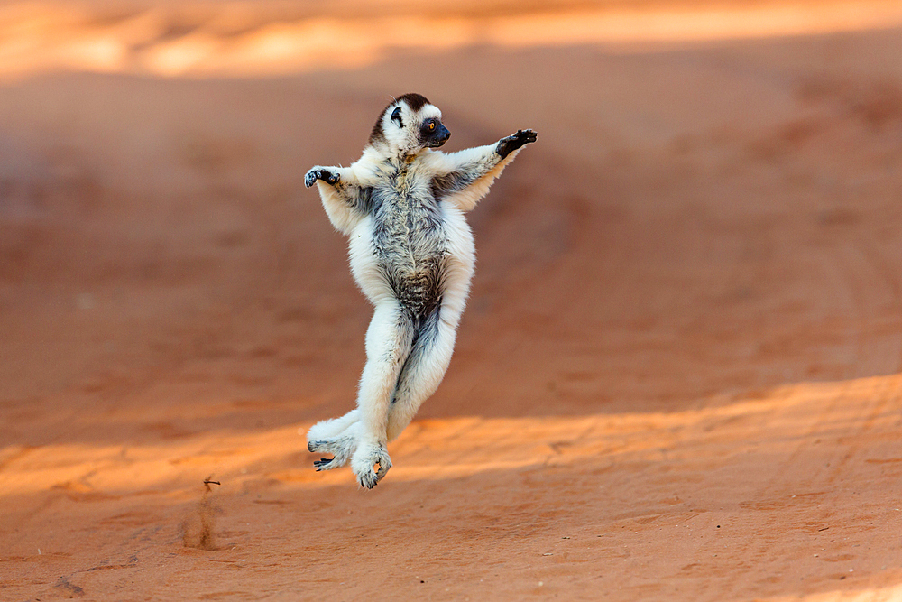 Dancing larval sifaka, Propithecus verreauxi, Berenty Reserve, Madagascar, Africa