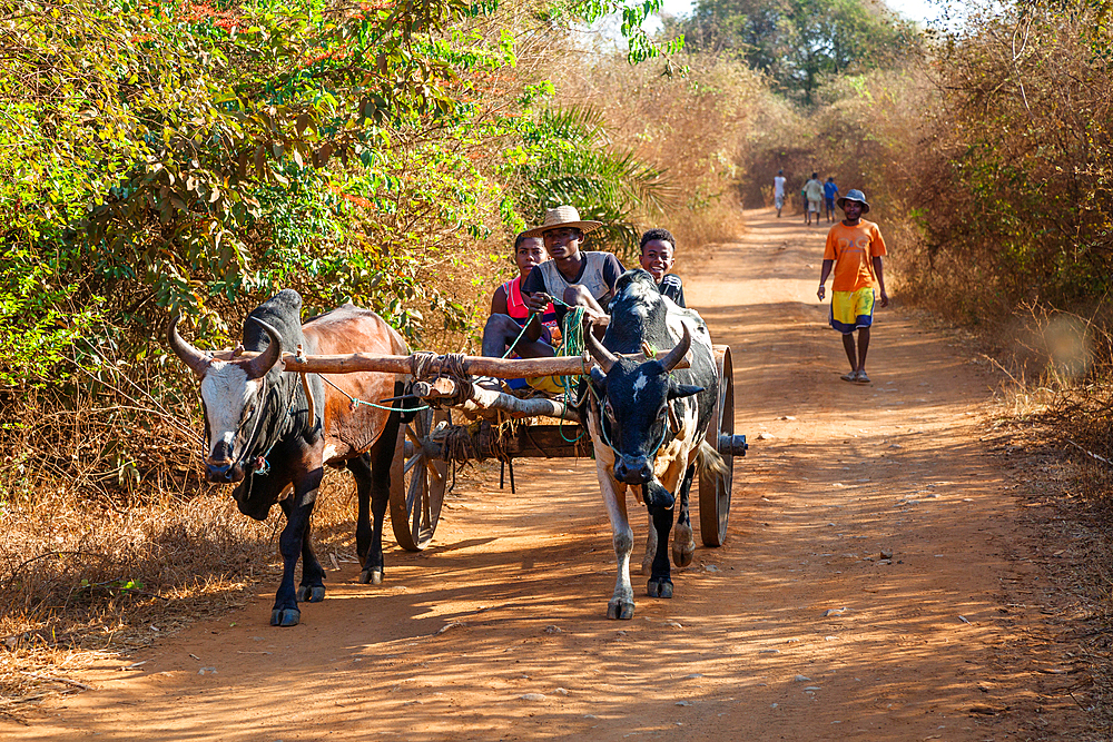 Zebra cart, Bemaraha, Western Madagascar, Africa