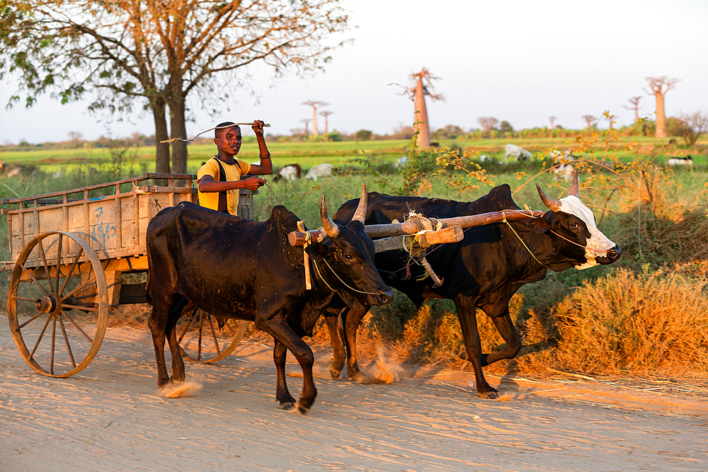 Ox cart near Morondava, Baobabs, Adansonia grandidieri, Madagascar