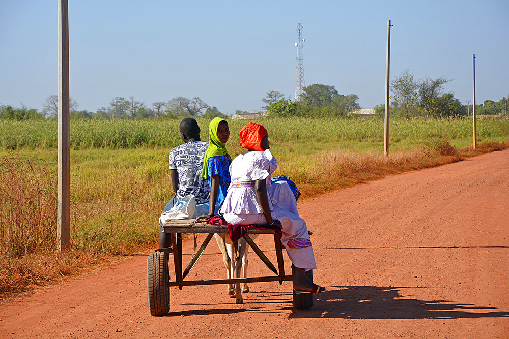 Gambia; Central River Region; Kuntaur; two women with headgear and a man on a donkey cart; on the road to Kuntaur