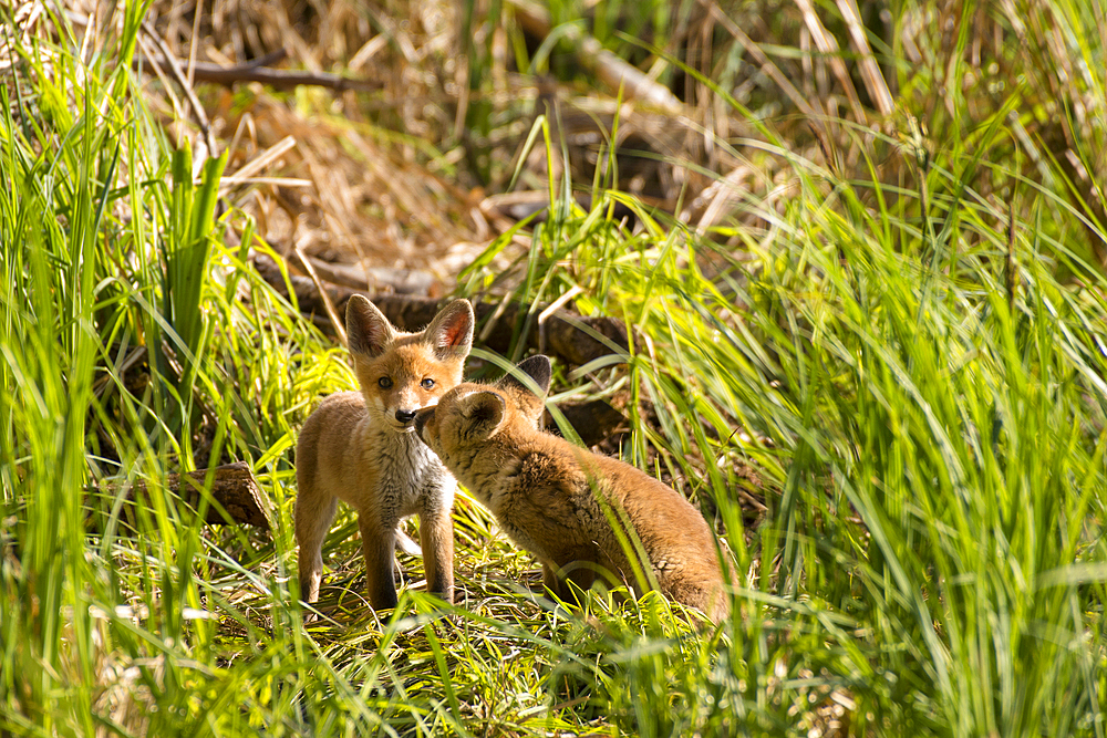 Playing red fox puppies in the warming light of the spring sun, Germany, Brandenburg