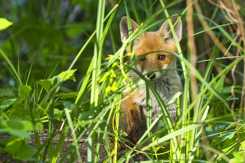 Portrait red fox pup in the warming light of the spring sun, Germany, Brandenburg