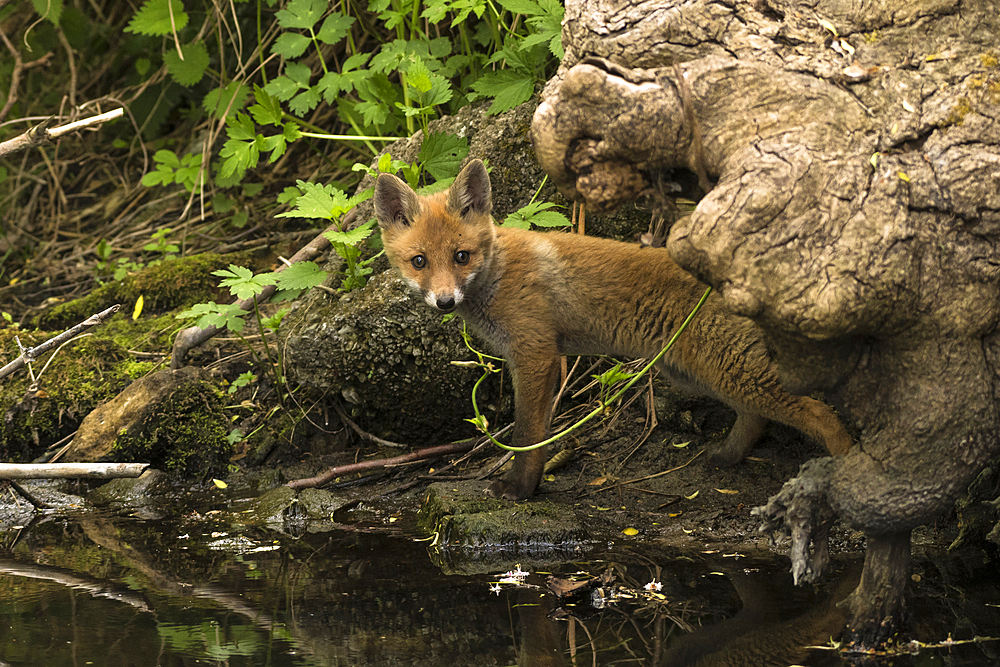 Portrait red fox puppy on the riverside