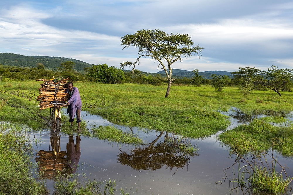 Man pushes bicycle with collected firewood through puddle near grassland, near Akagera National Park, Eastern Province, Rwanda, Africa