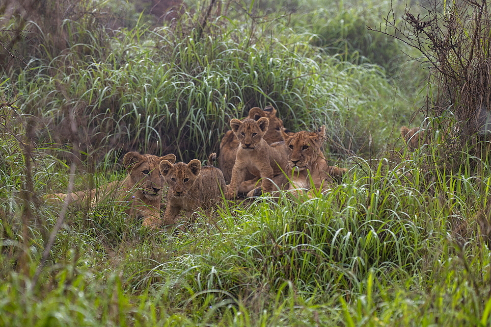 Lion family seen from a safari vehicle operated by luxury resort tented Magashi Camp (Wilderness Safaris), Akagera National Park, Eastern Province, Rwanda, Africa